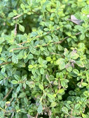 Lippia micromera