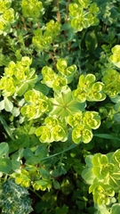 Euphorbia helioscopia