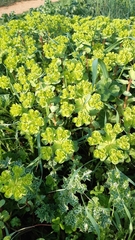 Euphorbia helioscopia