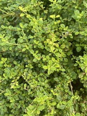 Lippia micromera