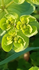 Euphorbia helioscopia