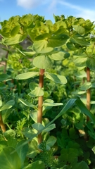 Euphorbia helioscopia