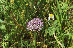 Allium tel-avivense