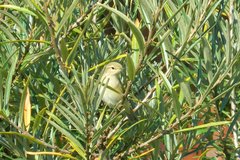 Phylloscopus collybita