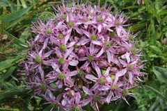 Allium tel-avivense