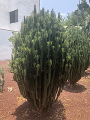 Euphorbia