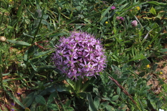 Allium tel-avivense