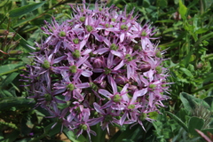 Allium tel-avivense