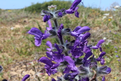 Salvia lanigera