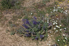 Salvia lanigera