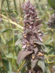 Stachys cretica