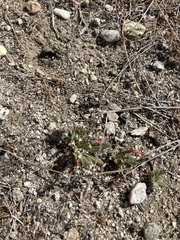 Chorizanthe parryi parryi