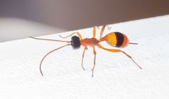 Gelis melanocephalus