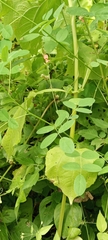 Indigofera subulata