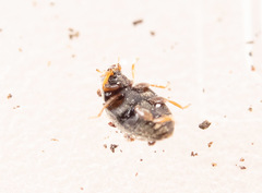 Nephus redtenbacheri