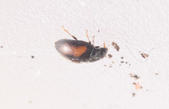 Nephus redtenbacheri