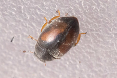 Nephus redtenbacheri