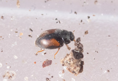 Nephus redtenbacheri