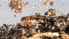 Philorhizus sigma