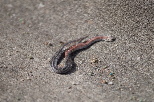 Liodytes pygaea image