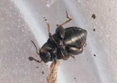 Chaetocnema hortensis