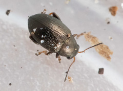 Chaetocnema hortensis