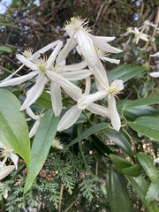 Clematis armandii