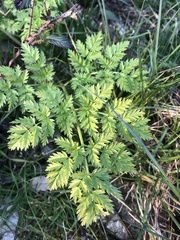 Anthriscus sylvestris