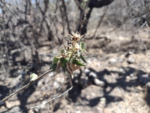 Viscid mallow (Abutilon viscosum)