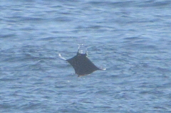 Mobula munkiana