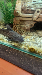 Callichthyinae