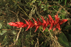 Tillandsia buseri