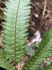 Adiantum pulverulentum