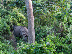 Rhinoceros unicornis