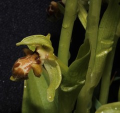 Ophrys umbilicata