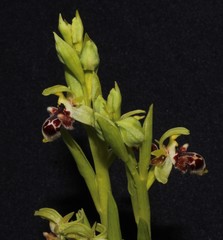Ophrys umbilicata