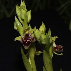 Ophrys umbilicata