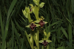 Ophrys umbilicata