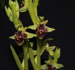 Ophrys umbilicata