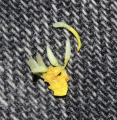 Lasthenia ferrisiae