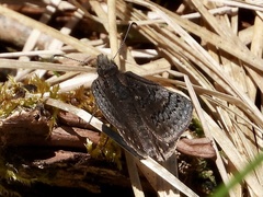 Erynnis brizo