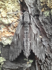 Sphinx maurorum