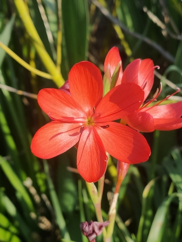 Hesperantha coccinea