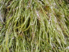 Hypnum cupressiforme filiforme