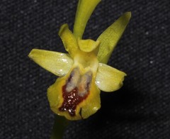 Ophrys lutea galilaea