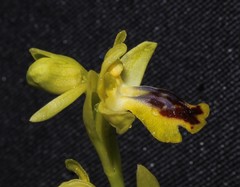 Ophrys lutea galilaea