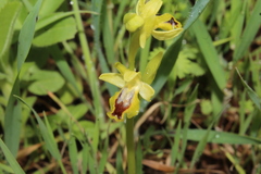 Ophrys lutea galilaea
