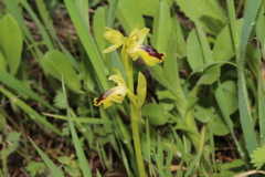 Ophrys lutea galilaea