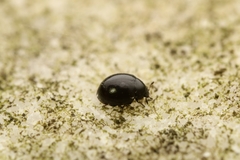 Sticholotidinae