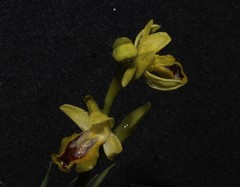 Ophrys lutea galilaea